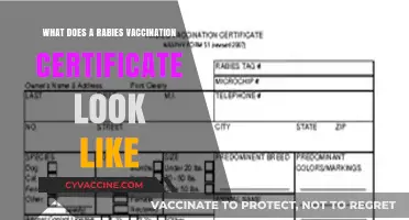 Understanding the Appearance of a Rabies Vaccination Certificate: A Guide