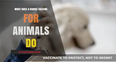 Understanding Rabies Vaccines: Protecting Pets and Preventing Deadly Infections