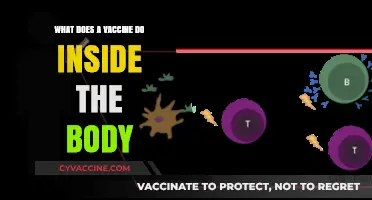 How Vaccines Train Your Immune System to Fight Diseases