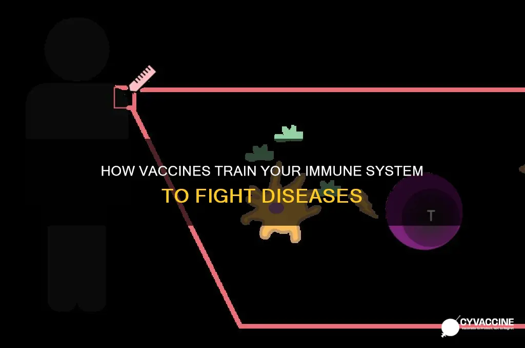 what does a vaccine do inside the body