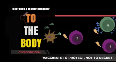 Understanding Vaccines: What They Introduce to Strengthen Your Immune System