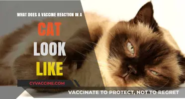 Recognizing Vaccine Reactions in Cats: Symptoms and What to Expect
