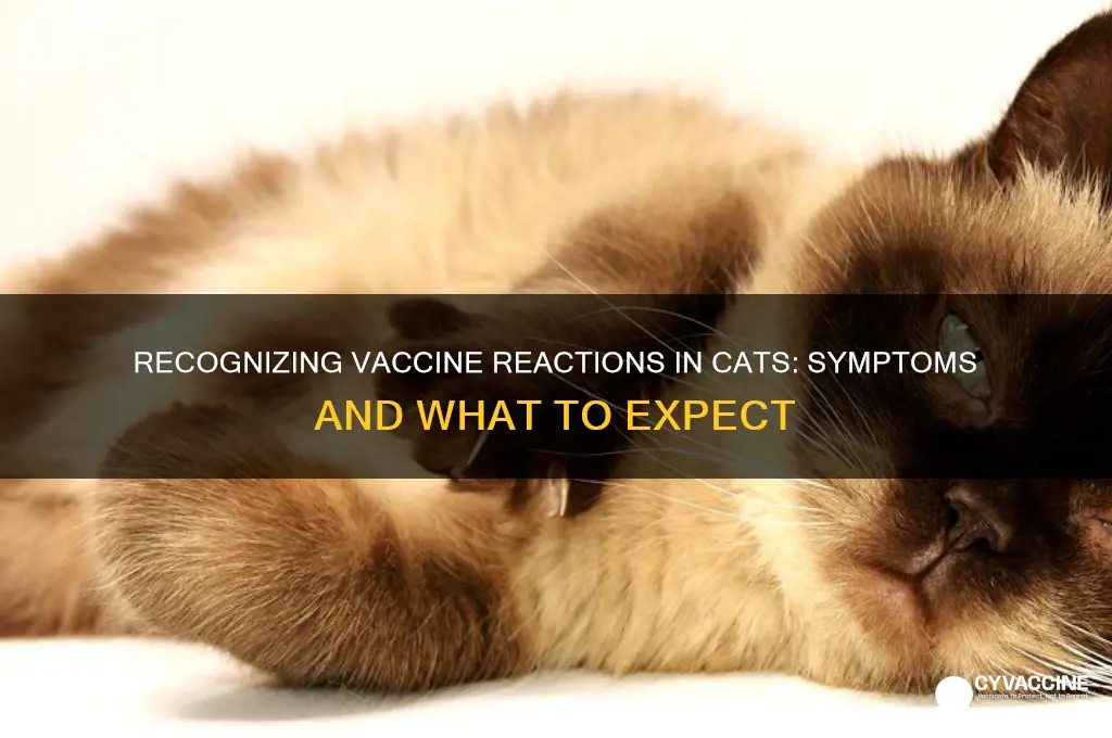 what does a vaccine reaction in a cat look like