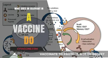 Understanding Adjuvants: How They Boost Vaccine Effectiveness and Immunity