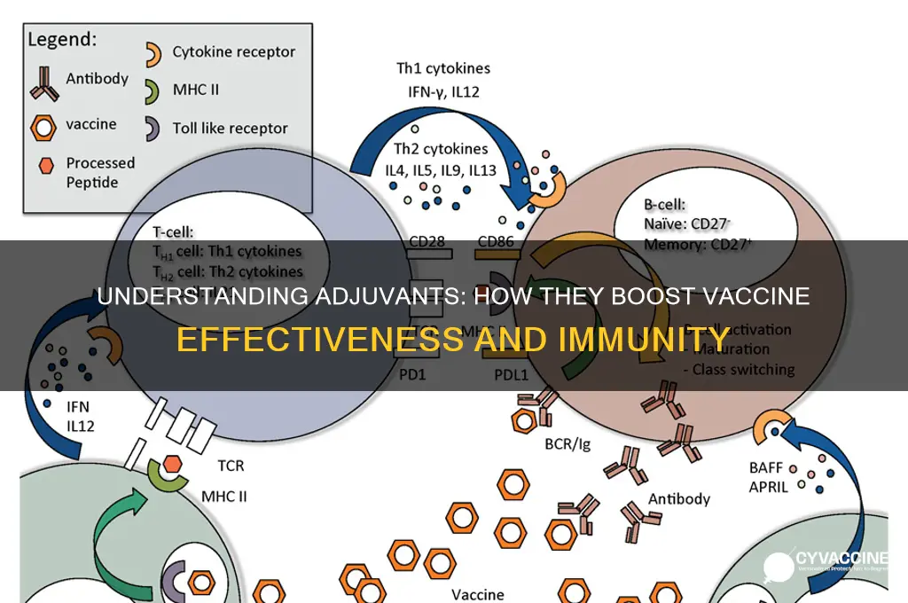 what does an adjuvant in a vaccine do