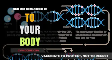 How RNA Vaccines Work: Unlocking Your Body's Immune Response