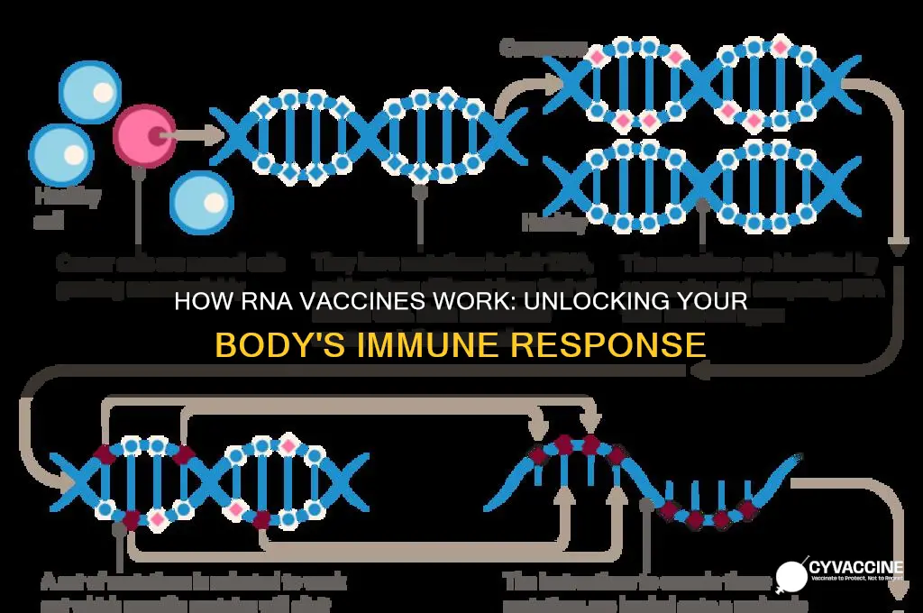 what does an rna vaccine do to your body