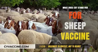 Understanding CDT: Essential Sheep Vaccine for Preventing Deadly Clostridial Diseases