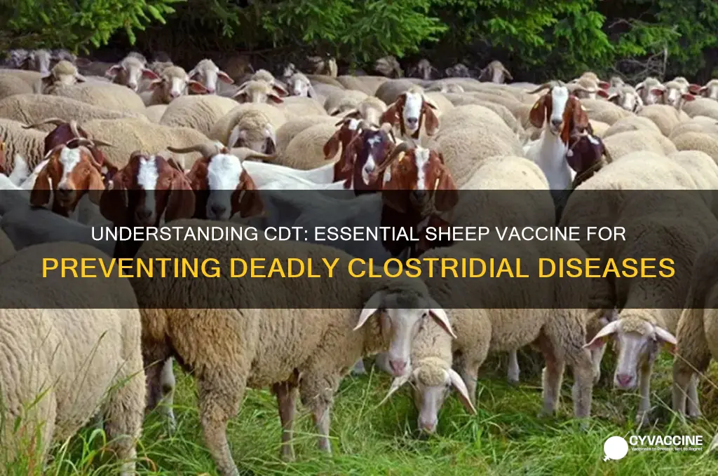 what does cdt stand for for sheep vaccine