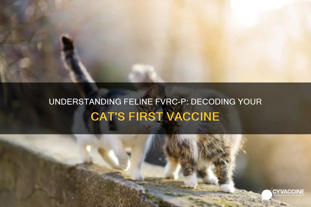 what does feline fvrcp 1st vaccine mean trackid sp-006