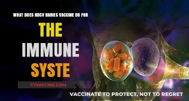 How HDCV Rabies Vaccine Boosts Immune System Defense Against Infection