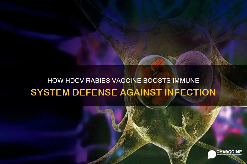 what does hdcv rabies vaccine do for the immune syste