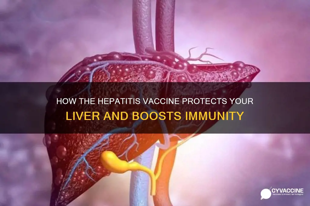 what does hepatitis vaccine do to your body