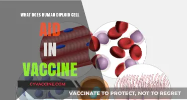 How Human Diploid Cells Enhance Vaccine Development and Safety