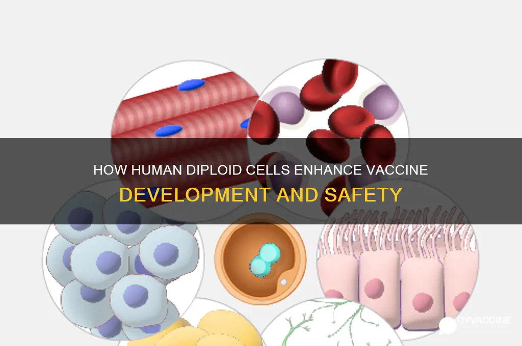 what does human diploid cell aid in vaccine