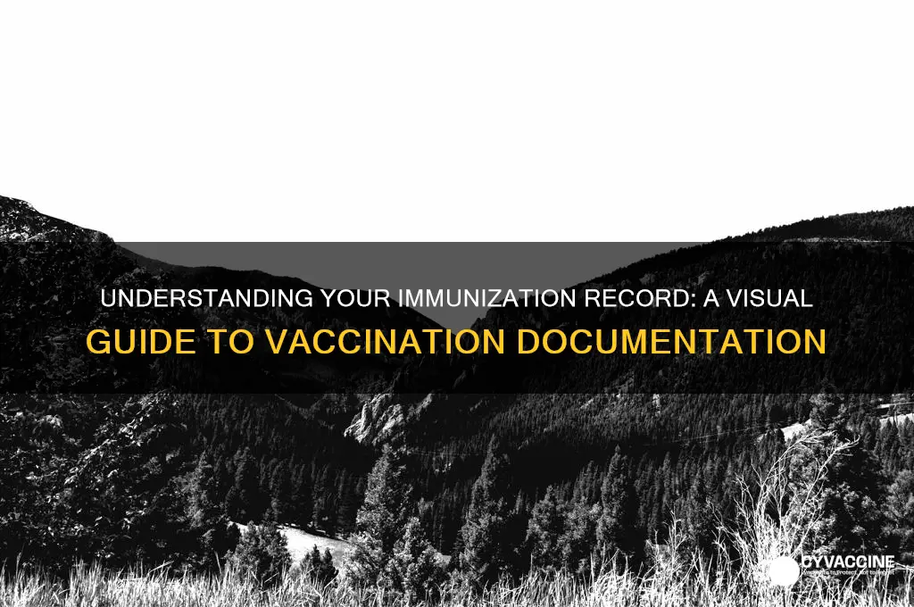 what does immunization record look like