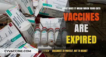 Expired Cat Vaccines: Risks, Revaccination, and Pet Health Essentials