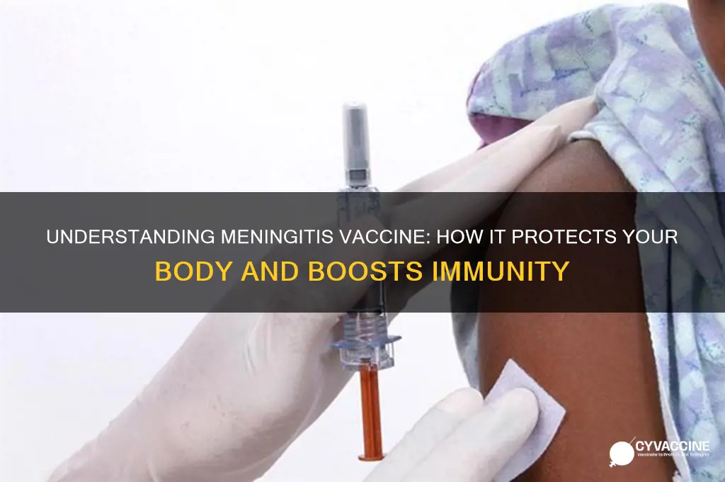 what does meningitis vaccine do to the body