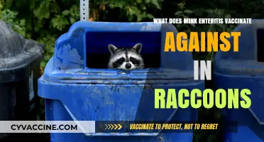 Mink Enteritis Vaccination: Protecting Raccoons from Deadly Parvovirus Infections