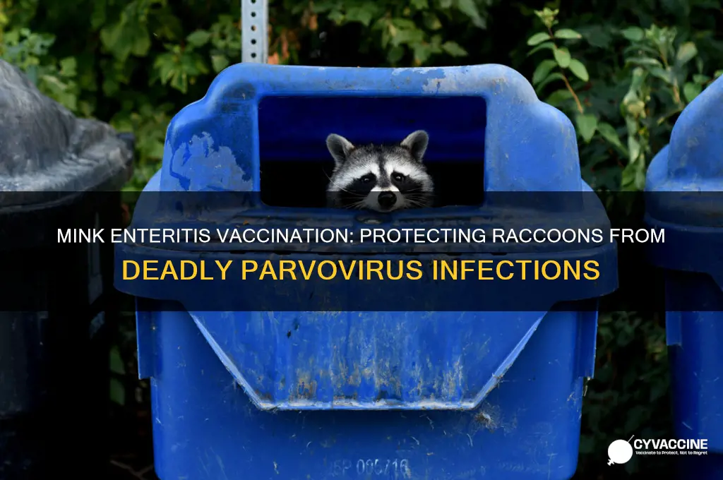 what does mink enteritis vaccinate against in raccoons