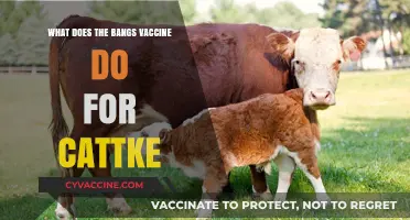 Understanding the Bangs Vaccine: Protecting Cattle from Brucellosis