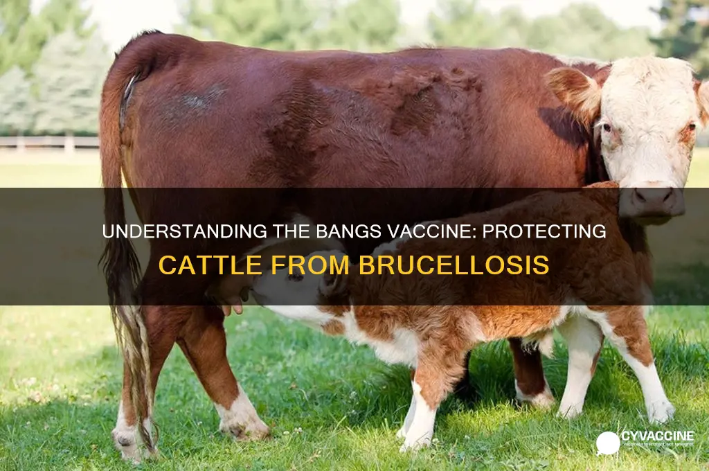 what does the bangs vaccine do for cattke
