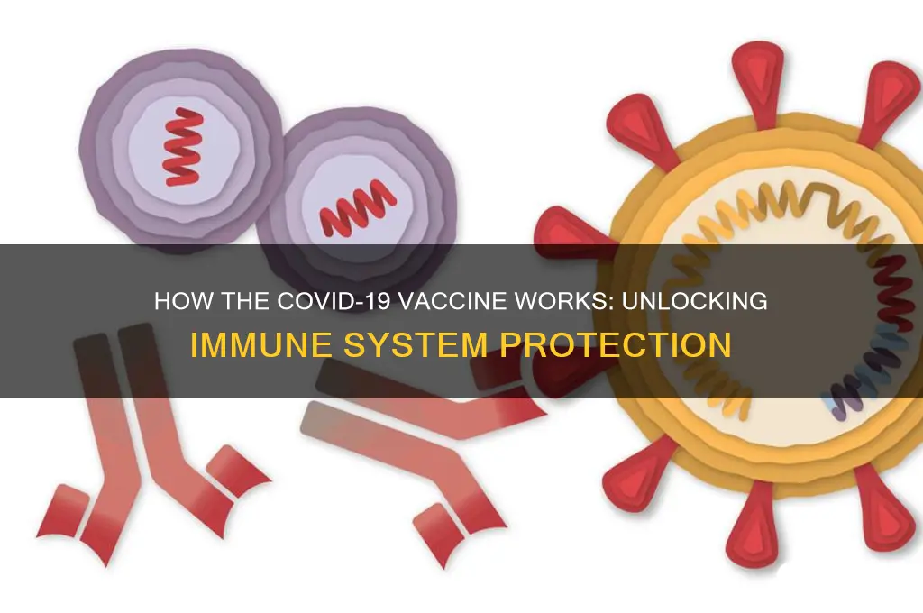 what does the corona vaccine do once injected