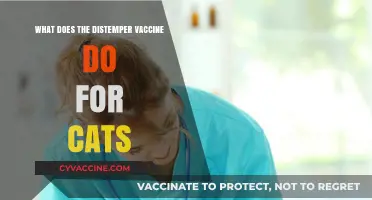 Understanding the Distemper Vaccine: Protecting Cats from Feline Panleukopenia