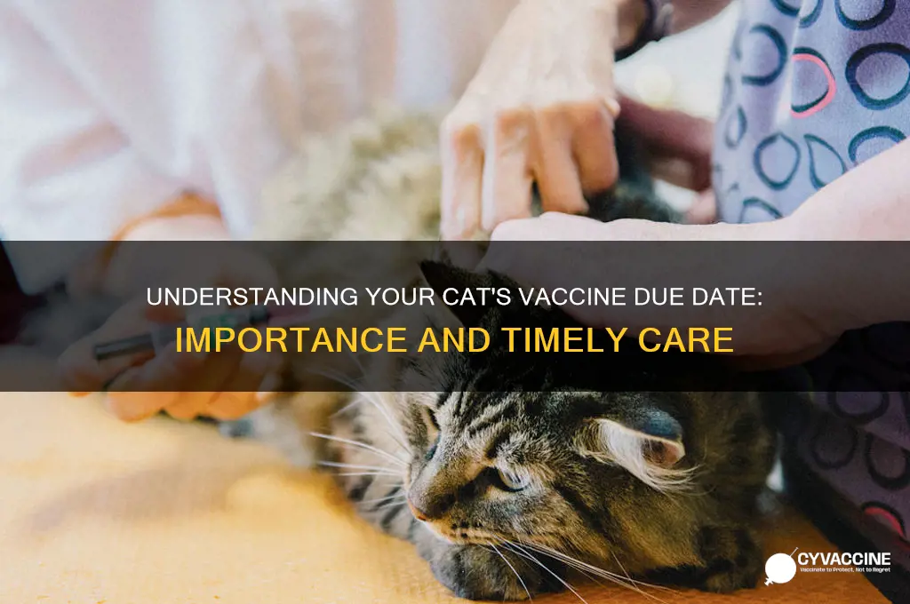 what does the due date mean on vaccine cats