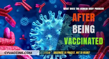 Vaccine Response: What Your Body Produces After Immunization Explained