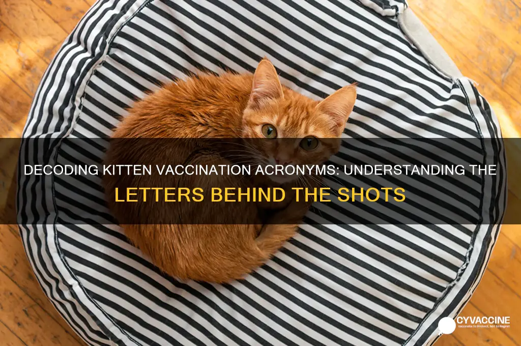 what does the letters in kitten vaccination mean