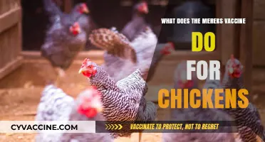 Understanding the Marek's Vaccine: Protecting Chickens from Deadly Viral Infections