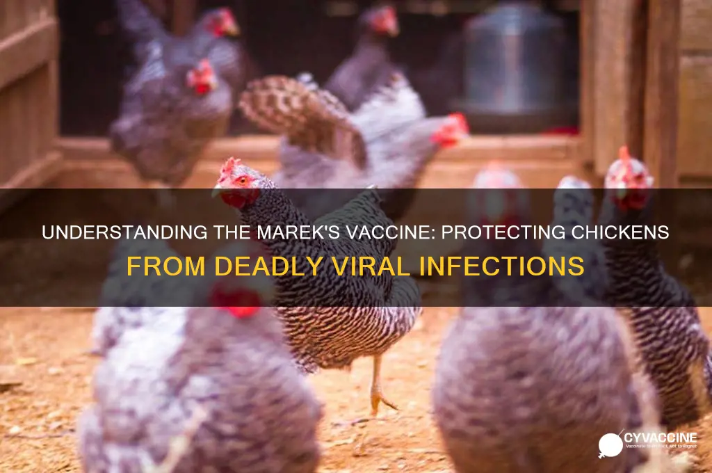 what does the mereks vaccine do for chickens