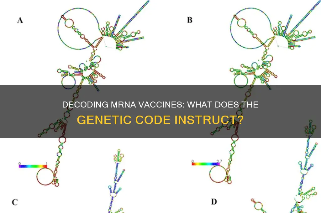 what does the mrna in a vaccine code for