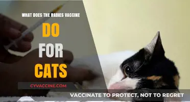 Understanding the Rabies Vaccine: Protecting Your Cat's Health and Safety