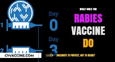 Understanding the Rabies Vaccine: How It Protects Against Deadly Infections