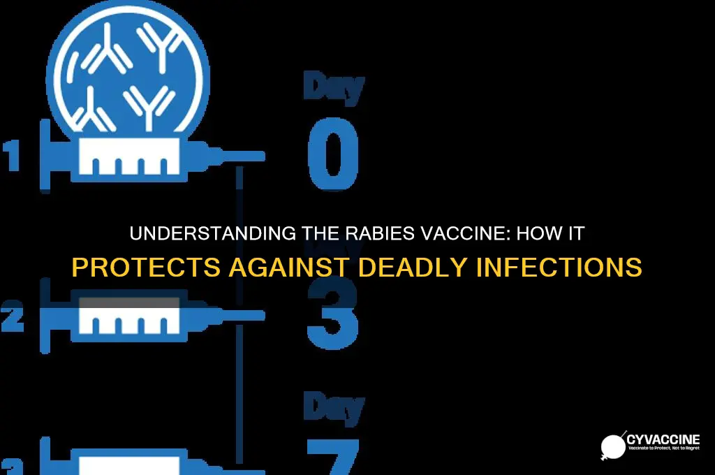 what does the rabies vaccine do