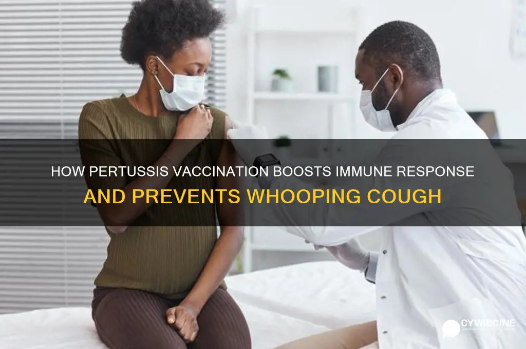 what does the vaccination of pertussis enhance iin the body