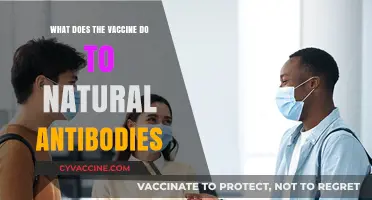 How Vaccines Interact with Natural Antibodies: Strengthening Immune Responses