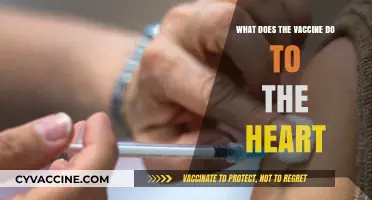 Vaccines and Heart Health: Separating Facts from Fiction