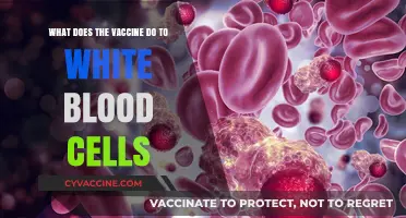 How Vaccines Boost White Blood Cells: Understanding Immune Response