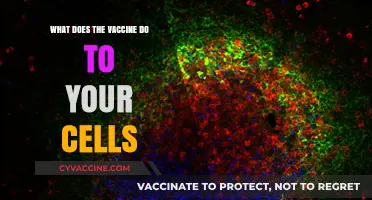 How Vaccines Interact with Your Cells: A Detailed Explanation