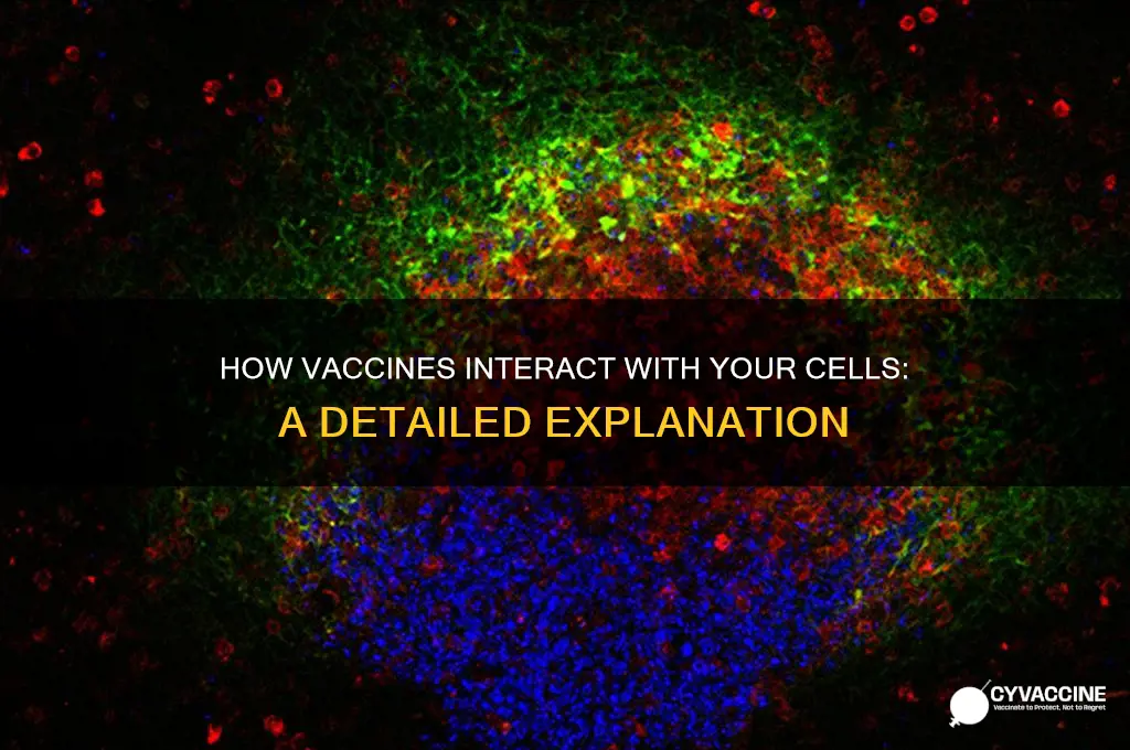 what does the vaccine do to your cells