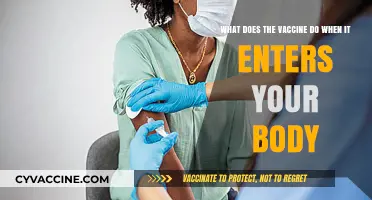 How Vaccines Work: Unveiling Their Impact Inside Your Body