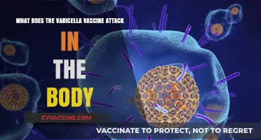 How the Varicella Vaccine Targets and Protects Against Chickenpox
