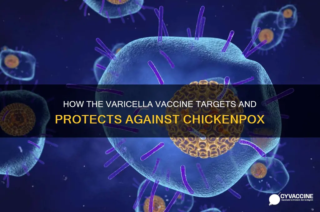 what does the varicella vaccine attack in the body