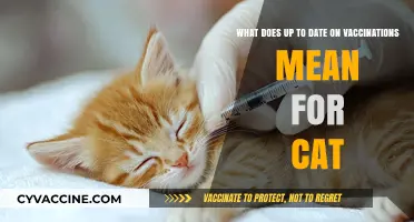 Understanding Up-to-Date Vaccinations for Your Cat's Health and Safety