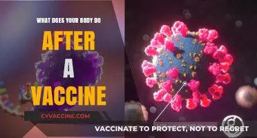 How Your Body Responds and Builds Immunity Post-Vaccination