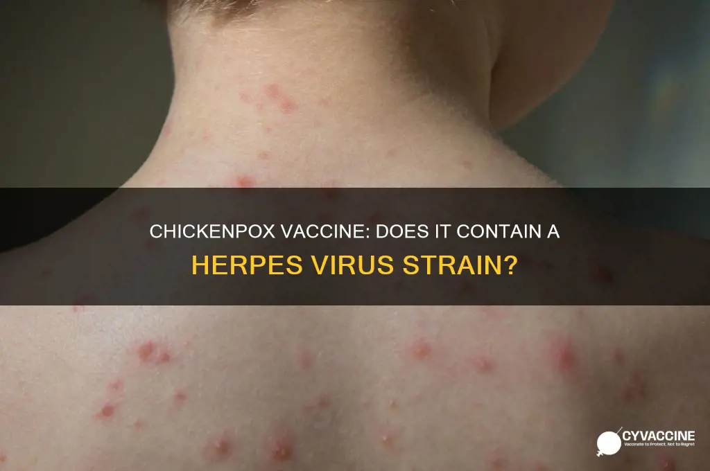 what form of herpes virus does chicken pox vaccine contain