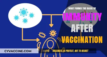 Understanding Post-Vaccination Immunity: Key Mechanisms and Protective Responses
